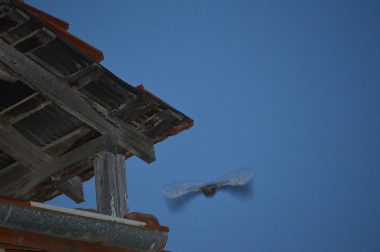 Erasmus Apart Hotel Dalyan Luaran gambar
